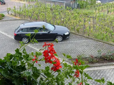 Ein Garten an der Unterkunft FeWo Gästehaus Ebert Neukirch