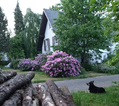 Ein Garten an der Unterkunft Doppelzimmer mit Gartenblick