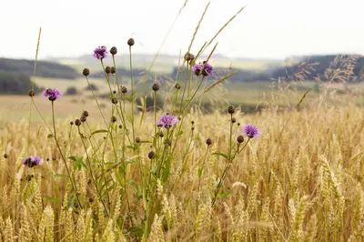 Naturlandschaft in der Nähe der Ferienwohnung