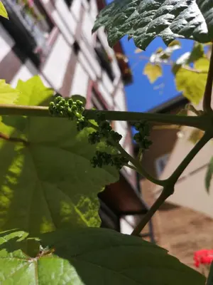 Ein Garten an der Unterkunft Gästehaus Pension Romantika