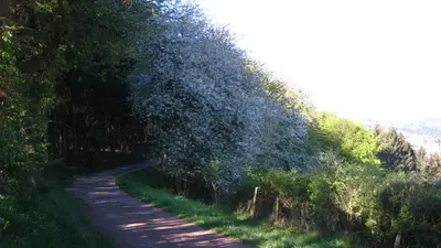 Naturlandschaft in der Nähe der Ferienwohnung