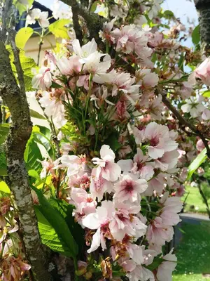 Ein Garten an der Unterkunft Deine-Eifel-Ferienwohnung