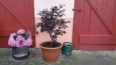Ein Garten an der Unterkunft Zur Dorfschänke