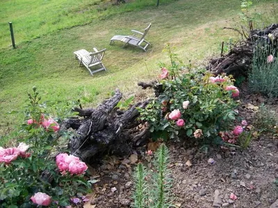 Ein Garten an der Unterkunft Landhaus Bad Bertrich