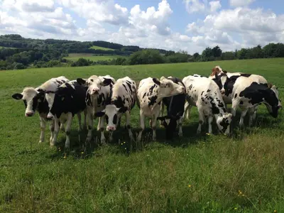 Tiere im Ferienhaus oder in der Nähe