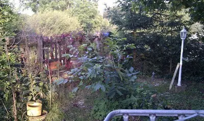 Ein Garten an der Unterkunft Ferienwohnungen Willrich - Ferienwohnung 3