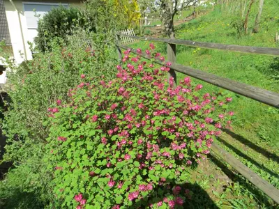 Ein Garten an der Unterkunft Ferienwohnung Wagner 4 Sterne