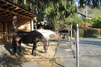 Tiere im Ferienhaus oder in der Nähe