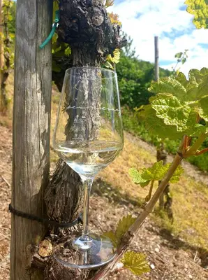 Getränke in der Unterkunft Zur alten Rebe Ferienhaus und Weingut