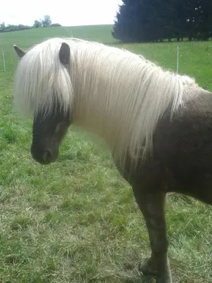 Tiere in der Ferienwohnung oder in der Nähe