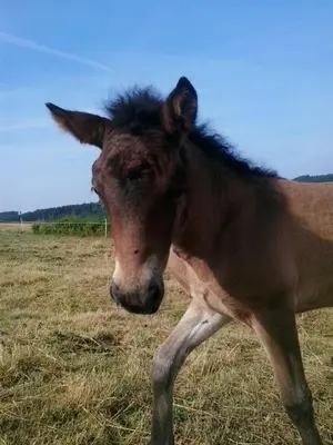 Tiere in der Ferienwohnung oder in der Nähe
