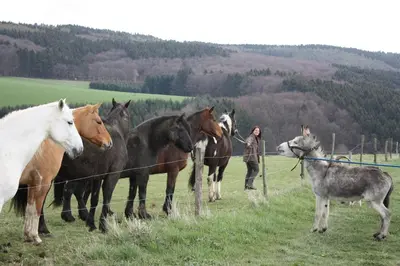 Tiere in diesem Bauernhof oder in der Nähe