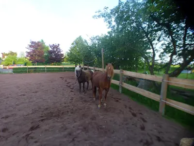Tiere in der Ferienwohnung oder in der Nähe