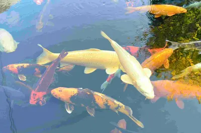 Tiere im Hotel oder in der Nähe