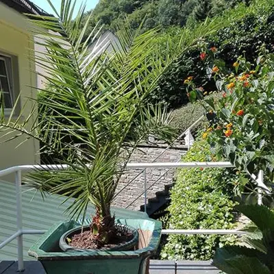 Ein Garten an der Unterkunft Haus Schönblick