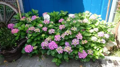 Ein Garten an der Unterkunft Héritage B&B
