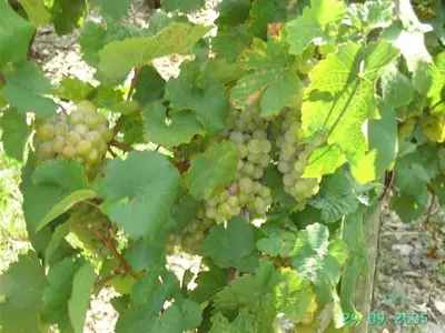 Ein Garten an der Unterkunft Weingut-Gästehaus Karl Otto Nalbach