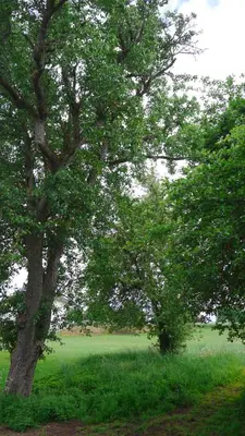 Ein Garten an der Unterkunft Ferienhaus 