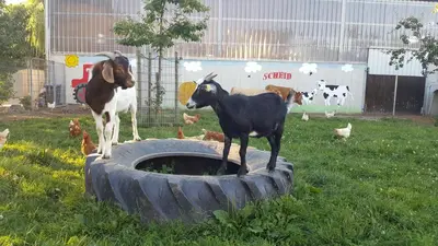 Tiere in der Ferienwohnung oder in der Nähe