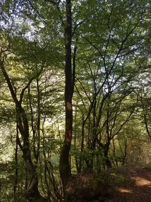 Naturlandschaft in der Nähe der Ferienwohnung