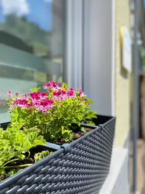 Ein Garten an der Unterkunft 