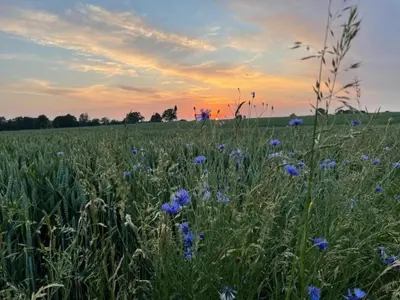 Blick auf den Sonnenuntergang/Sonnenaufgang von der Ferienwohnung aus oder aus der Nähe