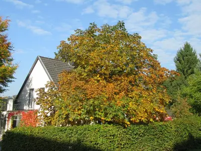 Ein Garten an der Unterkunft EIFEL Gästewohnung