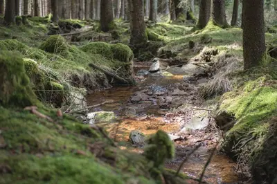 Naturlandschaft in der Nähe der Ferienwohnung