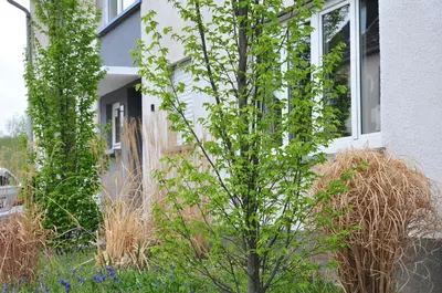 Ein Garten an der Unterkunft Ferienwohnung Noviomagus