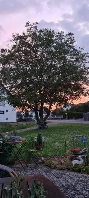 Ein Garten an der Unterkunft Ferienwohnung Tine