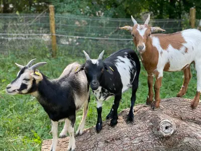 Tiere in der Ferienwohnung oder in der Nähe