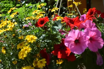 Ein Garten an der Unterkunft Marktstübchen an der schönen Loreley