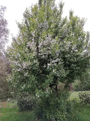 Ein Garten an der Unterkunft Ferienwohnung Martin
