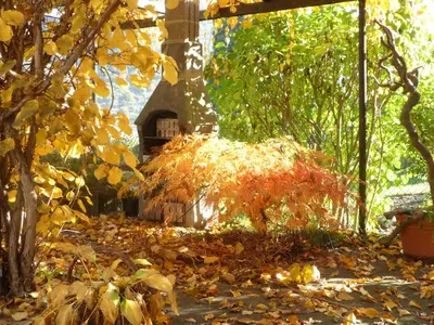 Ein Garten an der Unterkunft FeWo Batek