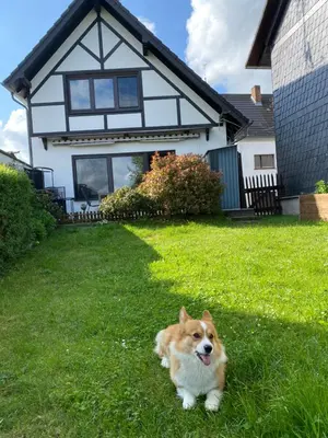 Haustiere von Gästen der Unterkunft Eifel Ferienhaus Luna