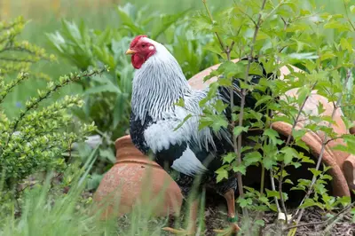 Tiere in der Ferienwohnung oder in der Nähe