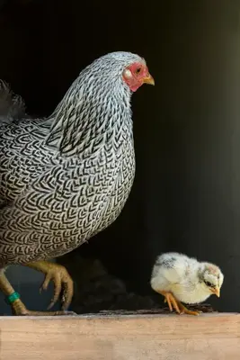Tiere in der Ferienwohnung oder in der Nähe