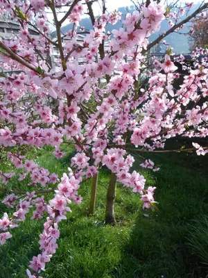 Ein Garten an der Unterkunft Haus Antje