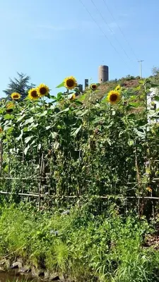 Ein Garten an der Unterkunft Ferienwohnung Am Elzbach