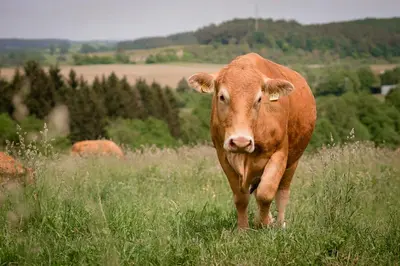 Tiere im Ferienhaus oder in der Nähe