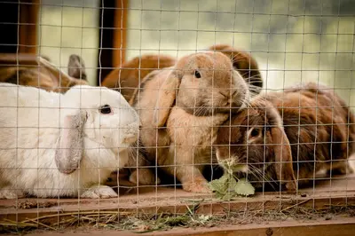 Tiere im Ferienhaus oder in der Nähe