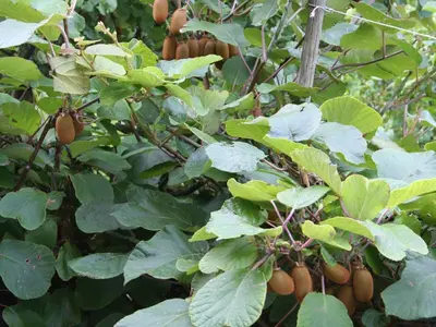 Ein Garten an der Unterkunft Pension zur Mühle