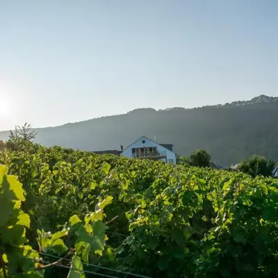 Weingut Johanneshof