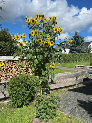 Ein Garten an der Unterkunft Ferienwohnungen Forneck