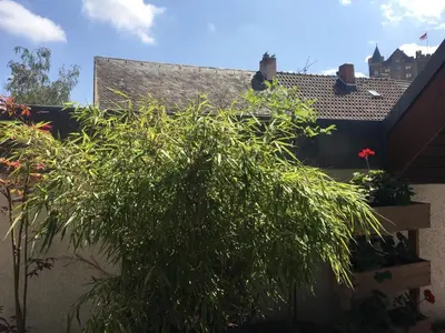 Ein Garten an der Unterkunft Ferienwohnung in Binger Stadtmitte mit Balkon