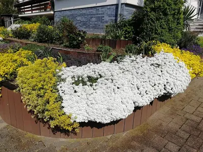 Ein Garten an der Unterkunft Gästehaus Bausch