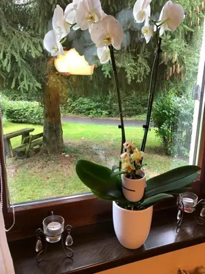 Ein Garten an der Unterkunft Sternenhimmel 2