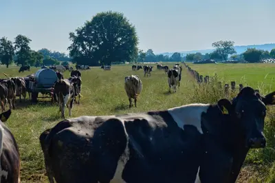 Tiere in der Ferienwohnung oder in der Nähe