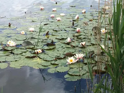 Ein Garten an der Unterkunft Ferienwohnung Panorama-Blick