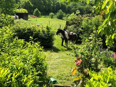 Tiere im Hotel oder in der Nähe